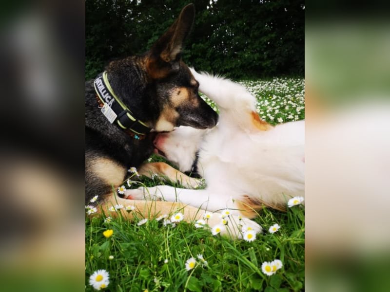 Kaninchen - Australien Shepherd Mix