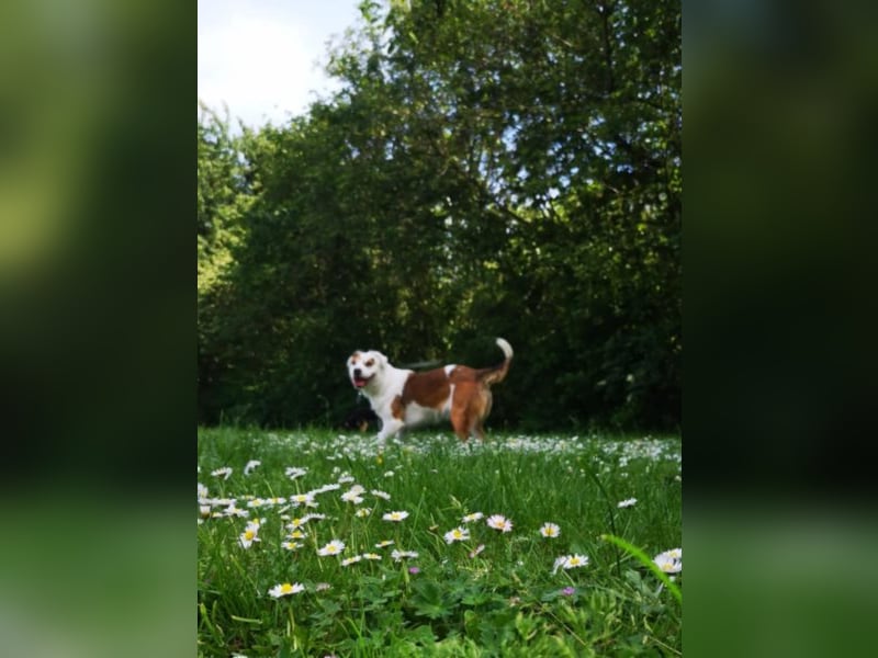 Kaninchen - Australien Shepherd Mix