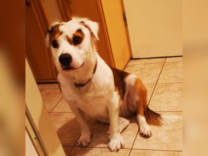 Kaninchen - Australien Shepherd Mix