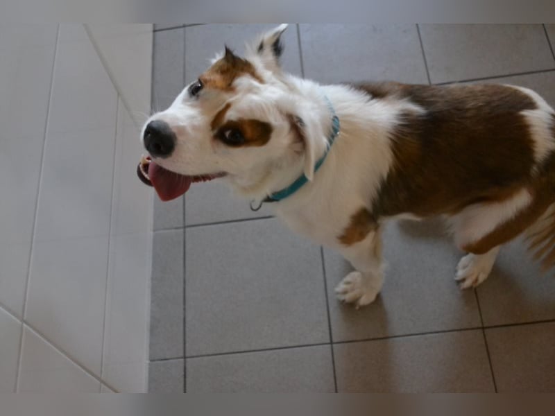 Kaninchen - Australien Shepherd Mix