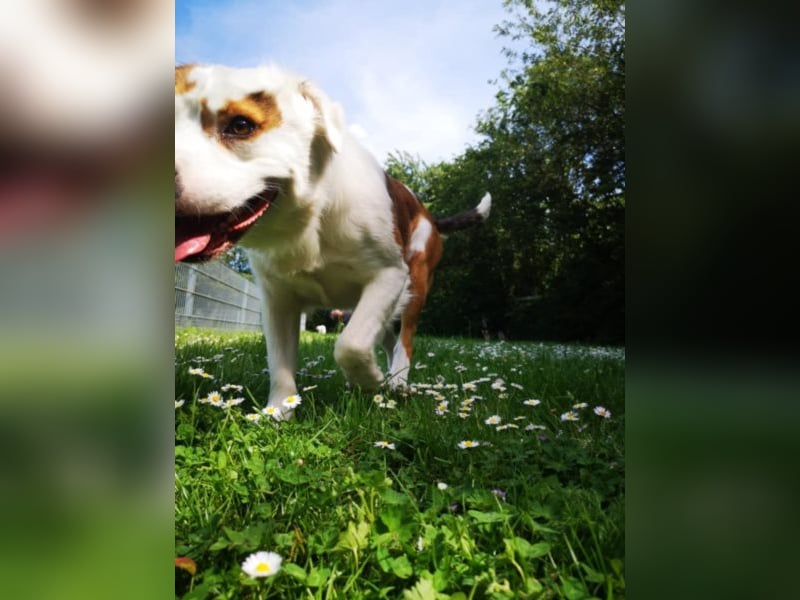 Kaninchen - Australien Shepherd Mix