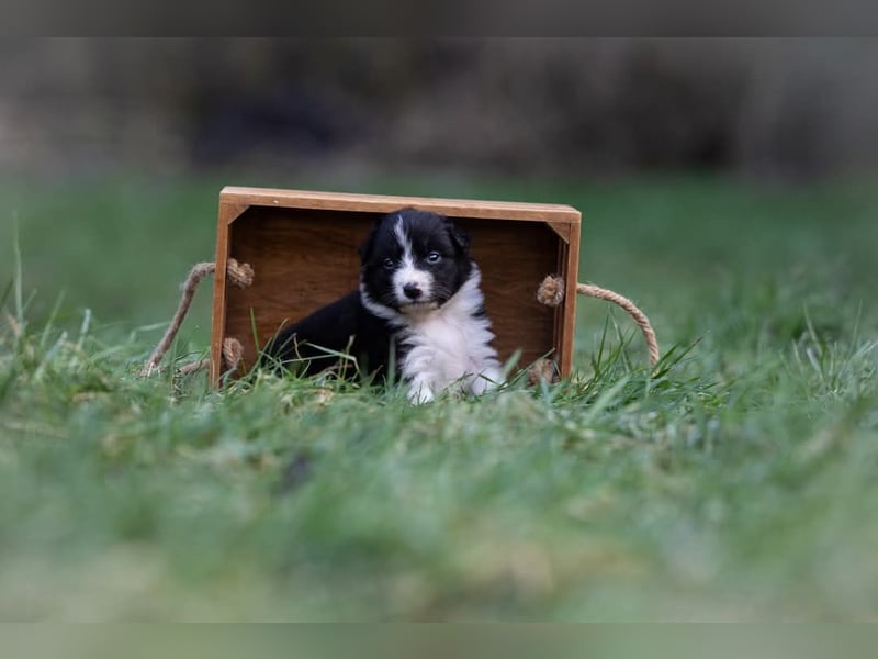 Australian Shepherd Welpen mit ASCA Papieren