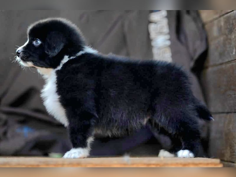 Australian Shepherd Welpen mit ASCA Papieren