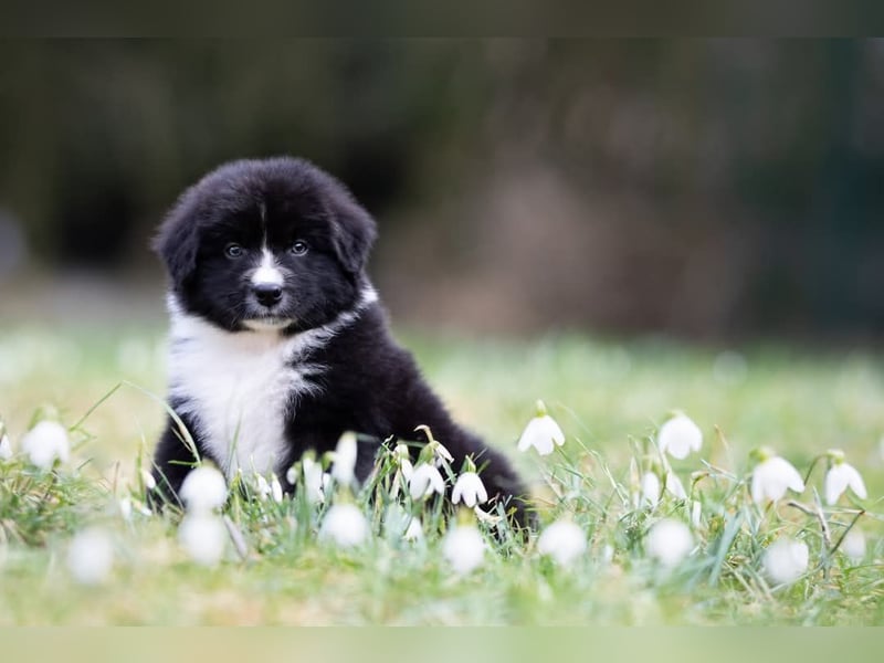 Australian Shepherd Welpen mit ASCA Papieren
