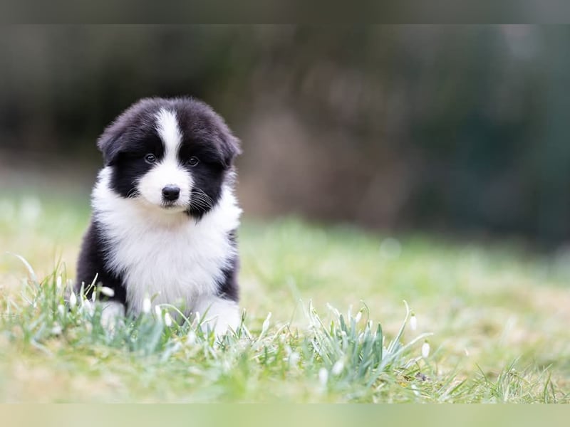 Australian Shepherd Welpen mit ASCA Papieren