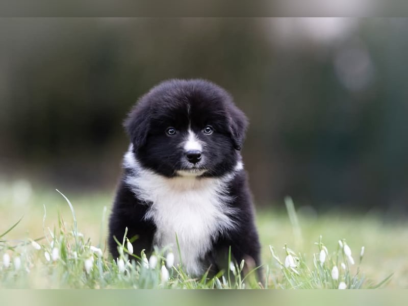 Australian Shepherd Welpen mit ASCA Papieren