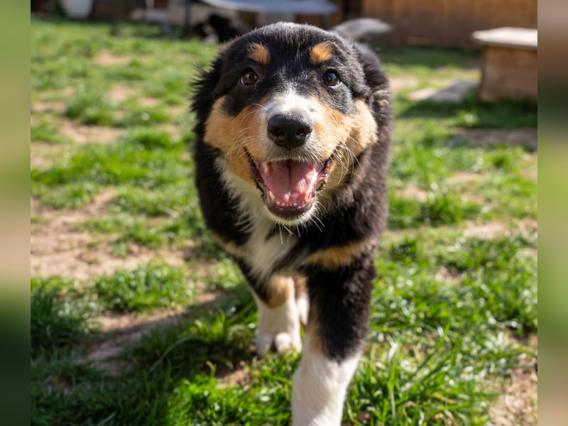 Reinrassige Australian Shepherd