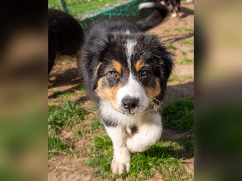 Reinrassige Australian Shepherd