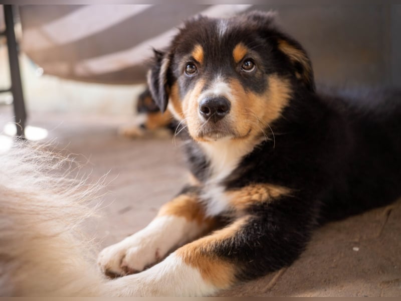 Reinrassige Australian Shepherd