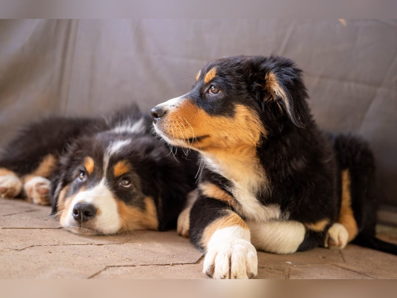 Reinrassige Australian Shepherd