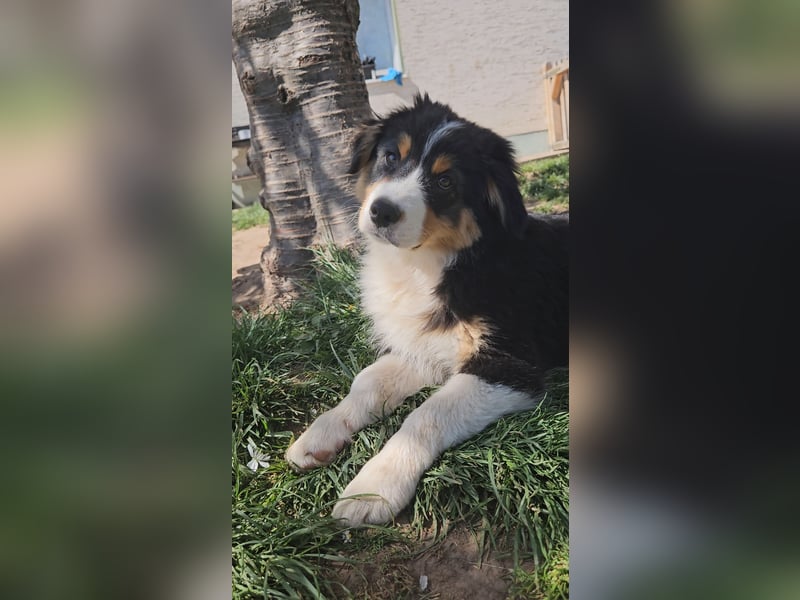 Reinrassige Australian Shepherd