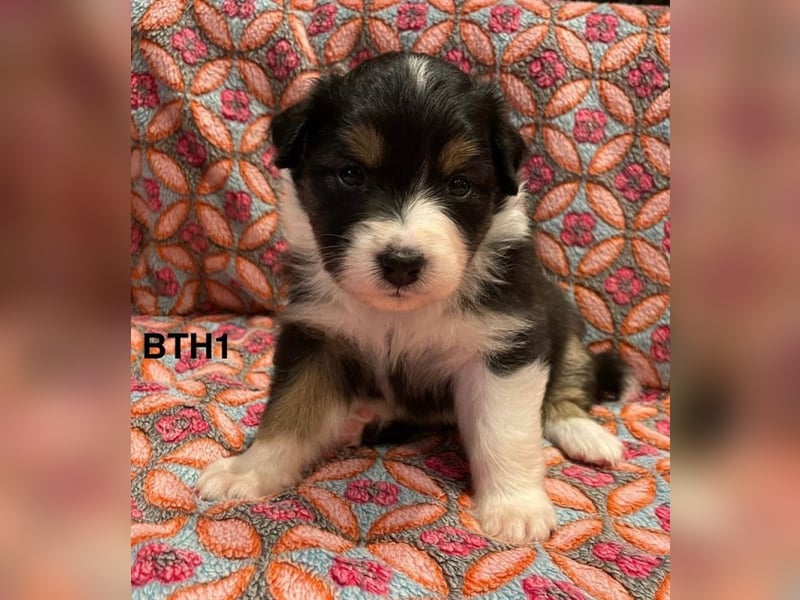 Australian Shepherd Welpen