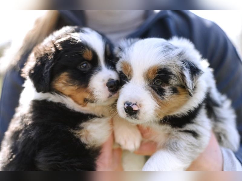 Australian Shepherd Welpen