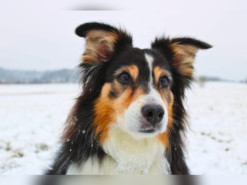 Ivy - liebevolle Einzelprinzessin