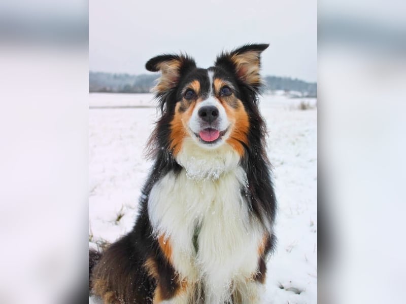 Ivy - liebevolle Einzelprinzessin