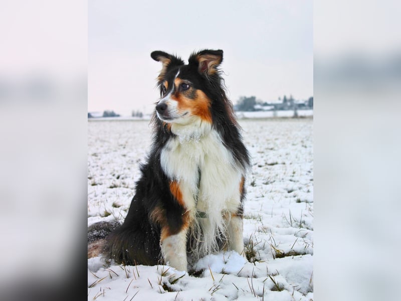 Ivy - liebevolle Einzelprinzessin