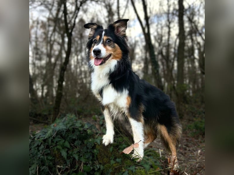 Ivy - liebevolle Einzelprinzessin