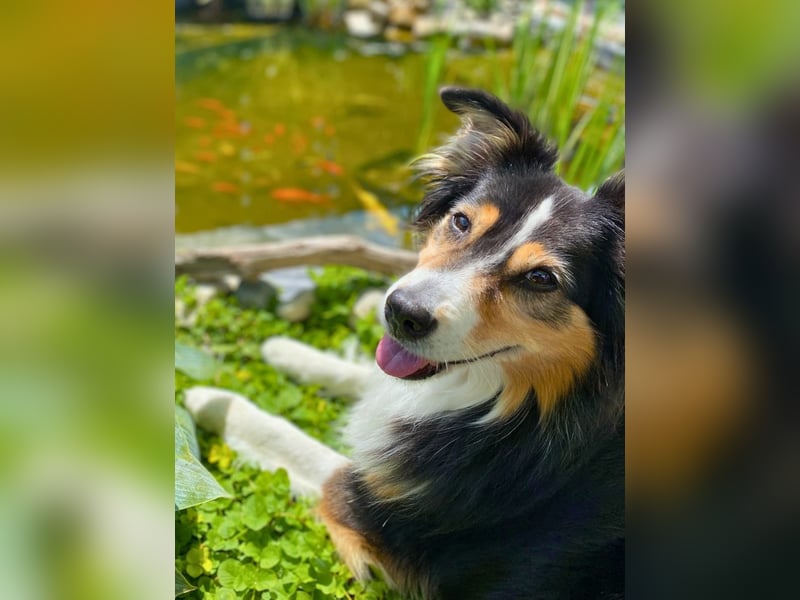 Ivy - liebevolle Einzelprinzessin