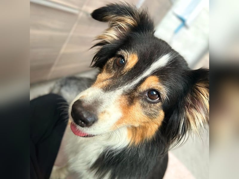 Ivy - liebevolle Einzelprinzessin