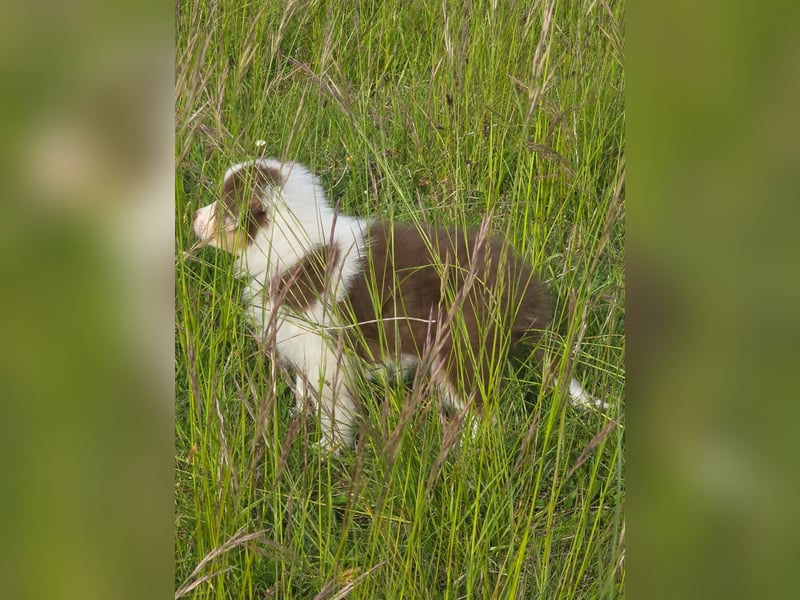 Australian shepherd welpen