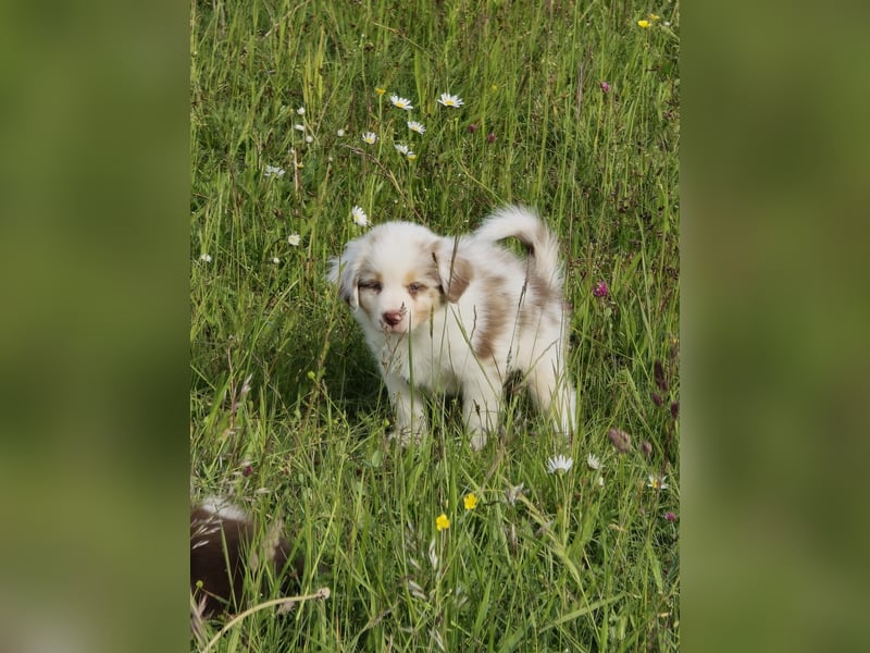 Australian shepherd welpen