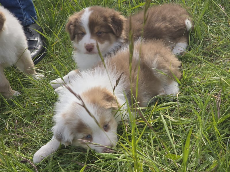 Australian shepherd welpen