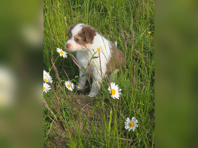 Australian shepherd welpen