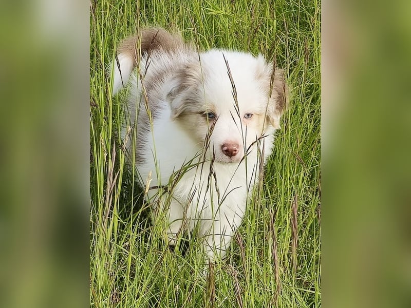 Australian shepherd welpen
