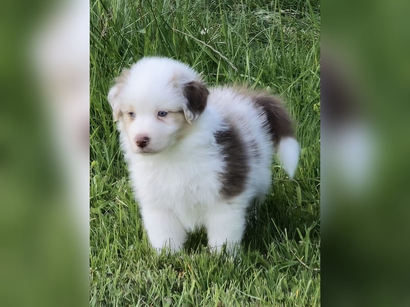 Australian shepherd welpen