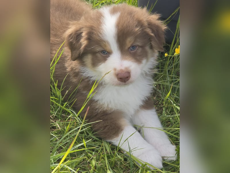 Australian shepherd welpen