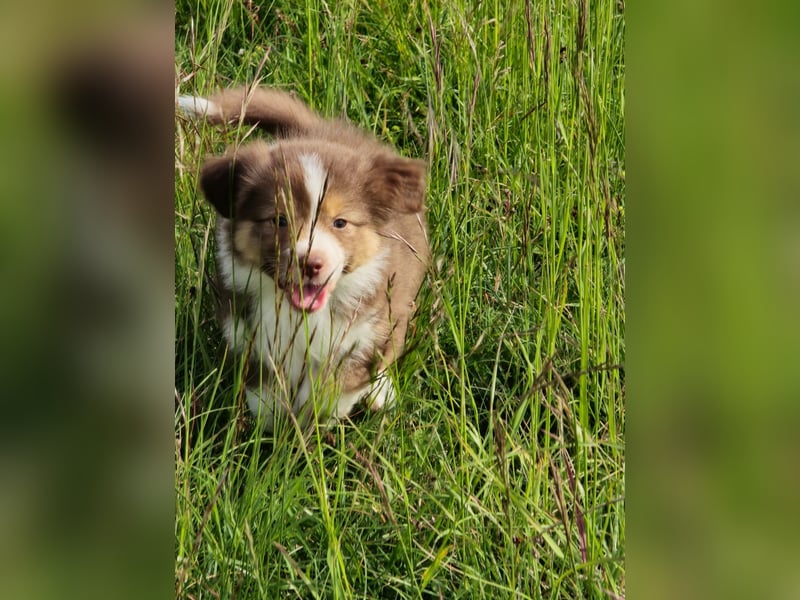 Australian shepherd welpen