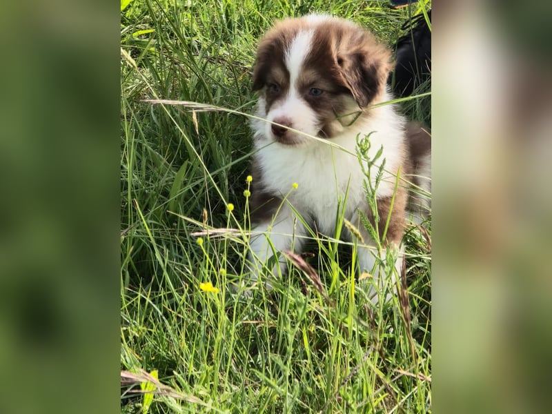 Australian shepherd welpen