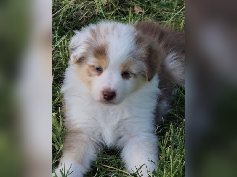 Australian shepherd welpen