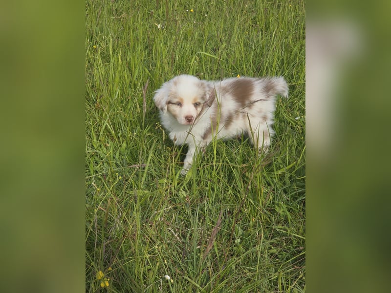 Australian shepherd welpen