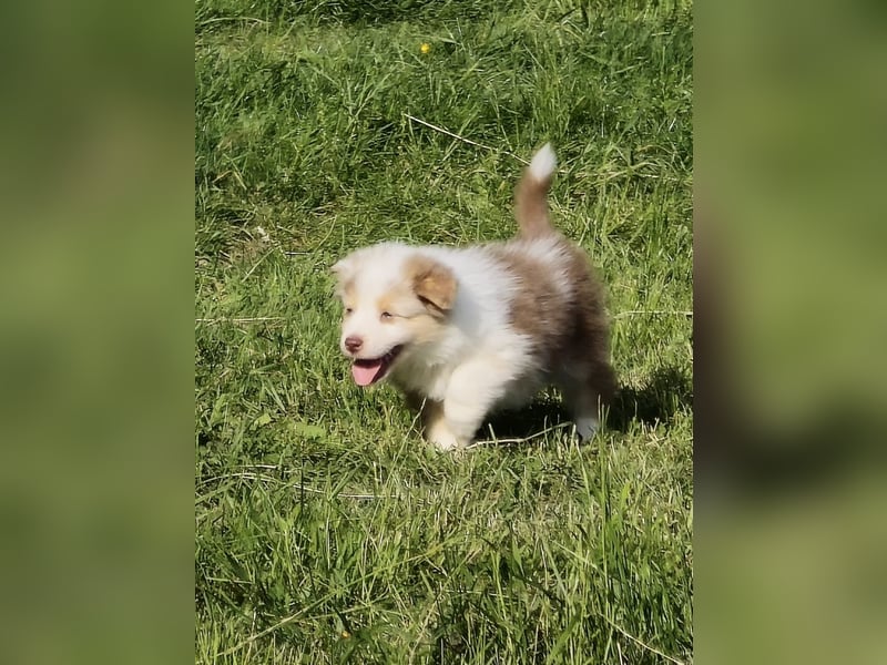 Australian shepherd welpen