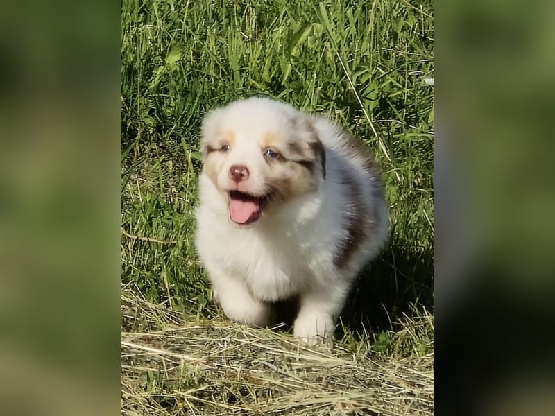 Australian shepherd welpen