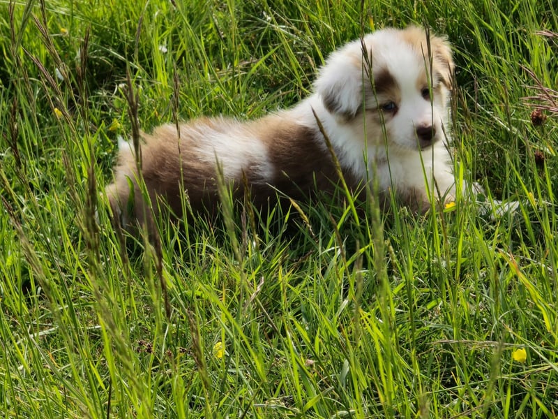 Australian shepherd welpen
