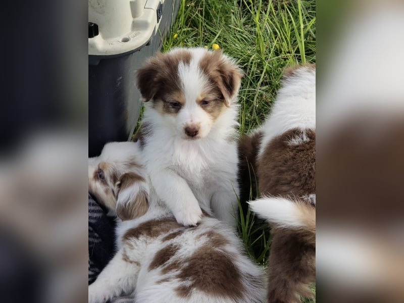 Australian shepherd welpen