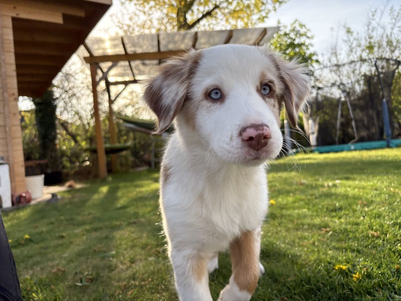 Australian Shepherd Welpin klein kurzhaar blaue Augen