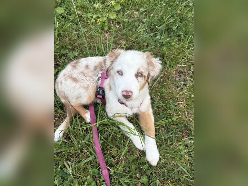 Australian Shepherd Welpin klein kurzhaar blaue Augen