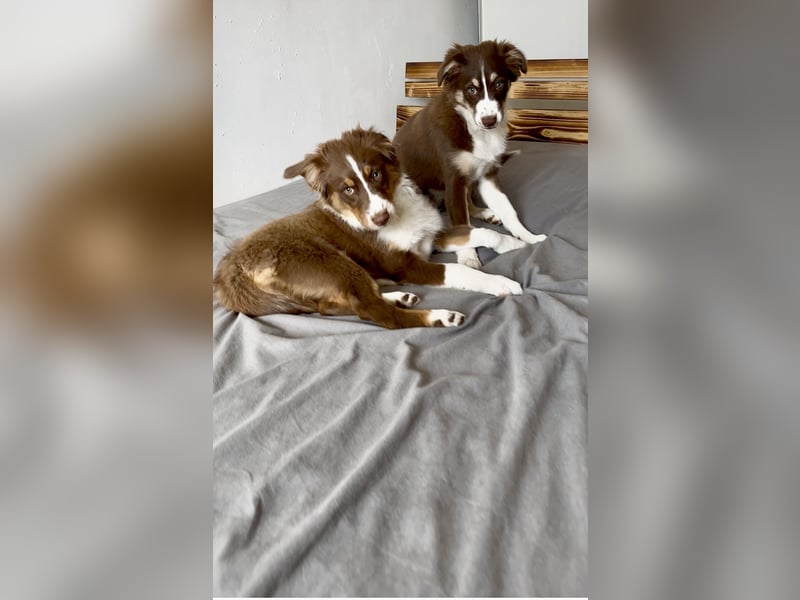1 kleine Australian Shepherd Hündin( Welpe) braun/redtri (Minimix/Reinrassig)+ Gesundheitszeugnis