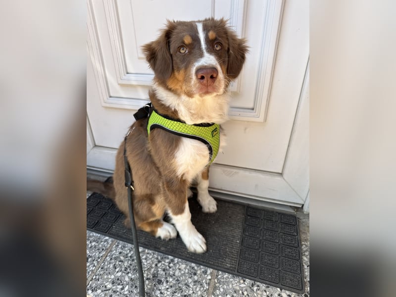 1 kleine Australian Shepherd Hündin( Welpe) braun/redtri (Minimix/Reinrassig)+ Gesundheitszeugnis