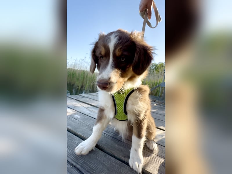 1 kleine Australian Shepherd Hündin( Welpe) braun/redtri (Minimix/Reinrassig)+ Gesundheitszeugnis