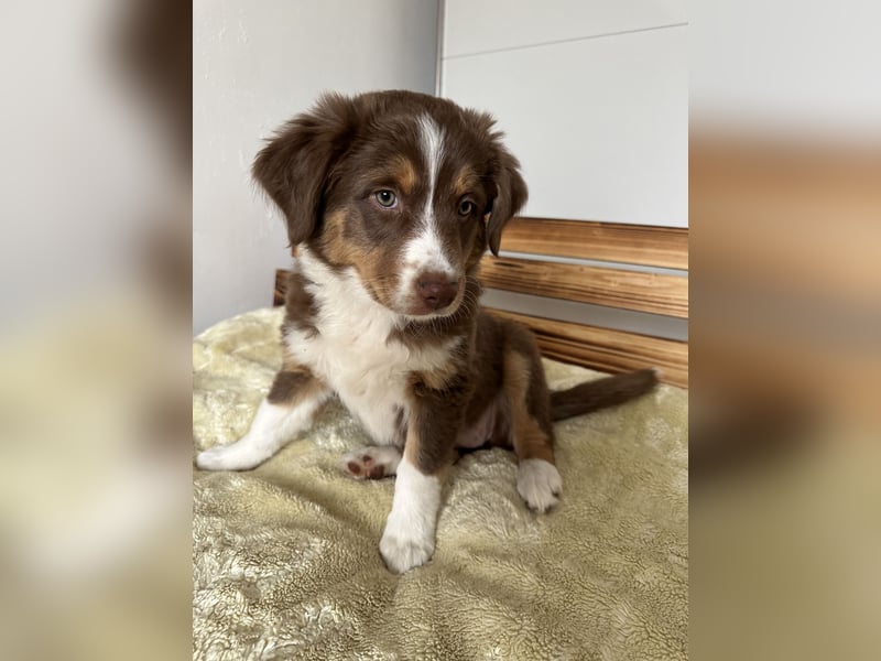 Australian Shepherd Welpen braun/redtri (Minimix/Reinrassig)+ Gesundheitszeugnis