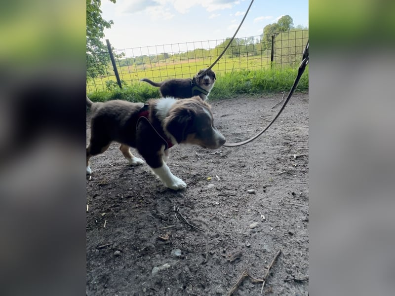 1 kleine Australian Shepherd Hündin( Welpe) braun/redtri (Minimix/Reinrassig)+ Gesundheitszeugnis