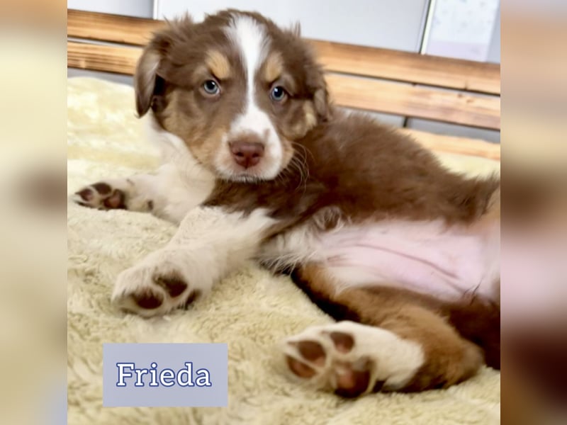 Australian Shepherd Welpen braun/redtri (Minimix/Reinrassig)+ Gesundheitszeugnis