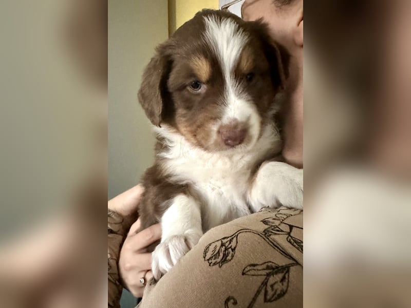 Australian Shepherd Welpen braun/redtri (Minimix/Reinrassig)+ Gesundheitszeugnis