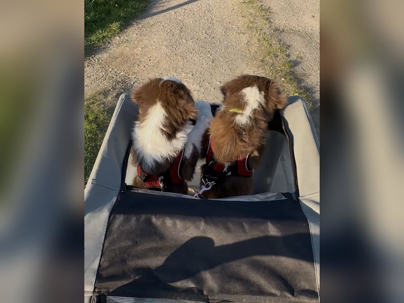 Australian Shepherd Welpe Hündin reinrassig +Gesundheitszeugnis/Gen-Test Braun/redtri Minimix