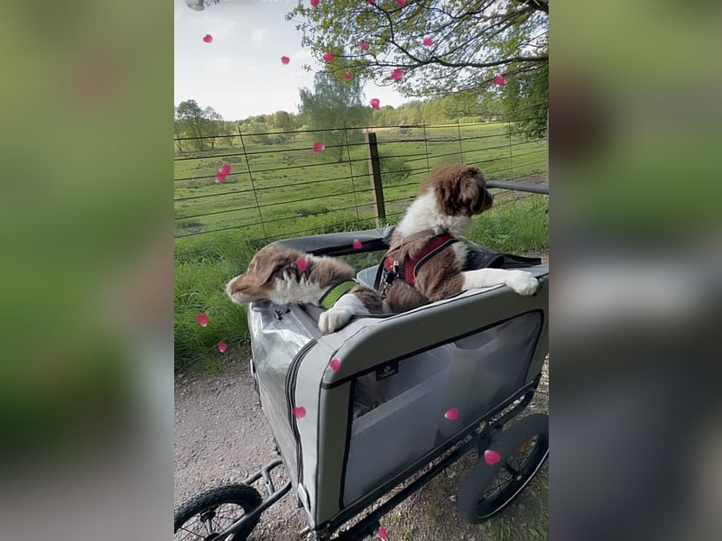 1 kleine Australian Shepherd Hündin( Welpe) braun/redtri (Minimix/Reinrassig)+ Gesundheitszeugnis