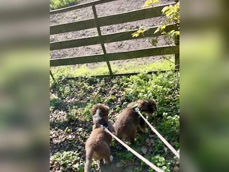 2 Australian Shepherd Minimix Hündinnen redtri reinrassig + Gesundheitszeugnis/Gen-Test